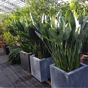 Pflanzen im Wintergarten