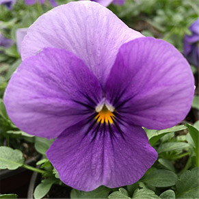 lila Stiefmütterchen