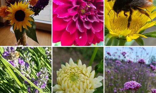 Schnittblumen