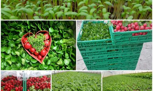 Winter vegetables