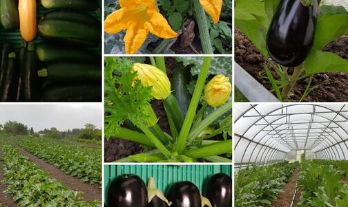 Zucchini & Aubergine