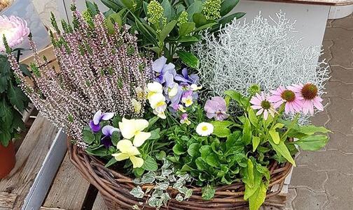 Colorful variations in the autumn garden