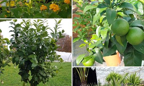 colorful autumn and winter bloomers