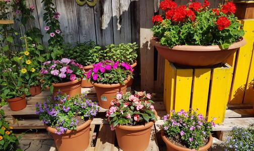 Blumen